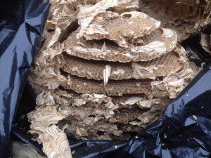 Empty wasp nest from Petra Healings roof 