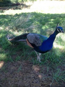 Local peacock often seen when walking a 