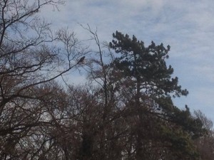 Woodland buzzard